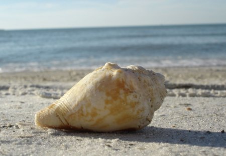 Just a shell - shell, water, beach, clear, sea, sky