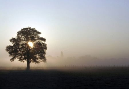 Field sunrise - air, sun, tree, field, sunrise, mist