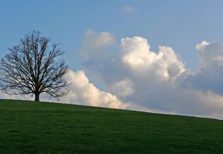 Tree on a hill - hill, clouds, nature, grass, tree, sky