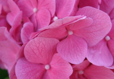 Pink flowers - nature, beauty, flowers, pink