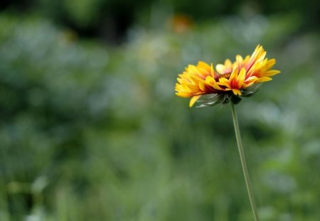 Lonely flower - lonely, nature, yellow, green, grass, flower, park