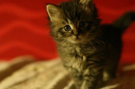 kitten - nice, marvellous, animals, great, wonderful, super, amazing, pretty, skyphoenixx1, adorable, cat, kitty, wallpaper, stunning, outstanding, kitten, picture, beautiful, animal, awesome, fantastic, cats kittens