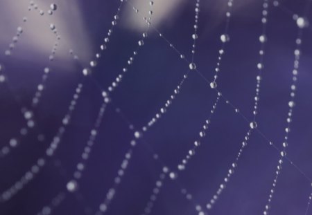 Drops on web - spider, abstract, web, drops