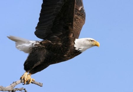 SECONDS BEFORE TAKEOFF - talons, birds, raptors, photography, birds of prey, flight, takeoff, power, eagles, animals, wildlife