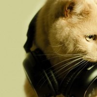 DJ Kitty