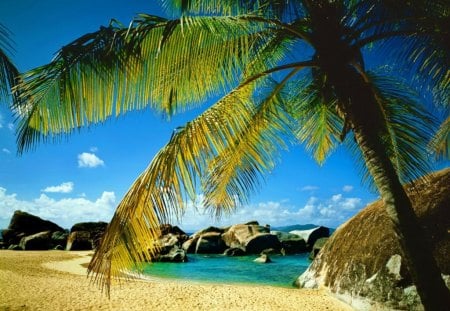 Tropical beach - branches, sands, palm trees, ocean, beach, sky, tropics, palms, tropical, blue sky, rocks, exotic, nature, stones, sea