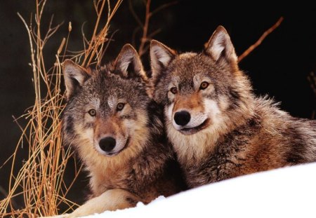 brothers for life - handsome, beautful, wolves, majestic