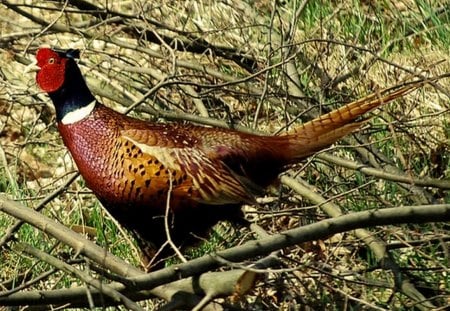 Pheasant - color, pen, birds, pheasant