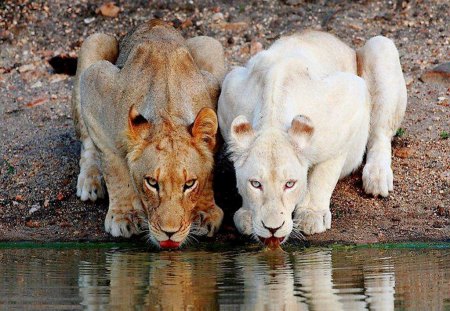 Refreshment for the Lady Lioness' - drink, lioness, water, lion, cool, wild