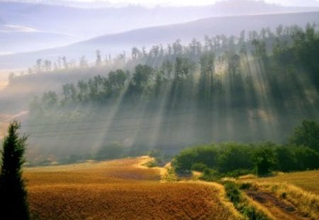 RAYS of BLESSINGS - sun rays, trees, hills, field, forest, mountains