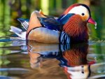 Mandarin Duck