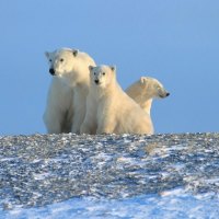 polar bears