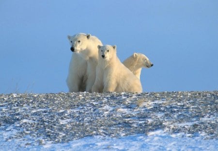 polar bears - snow, ground, bears, animals