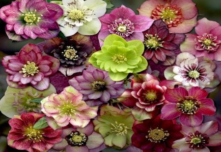 Colorful Hellebore - succulant, cactus, plant, perinnial, flowering