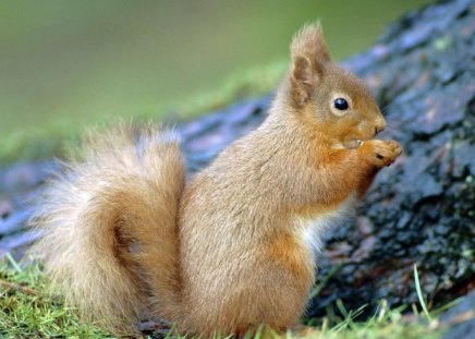 squirrel eating - tree truck, cute, grass, squirrel