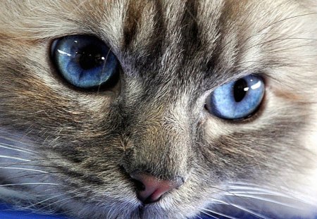 Blue eyes - portrait, blue, eyes, cats, kitten