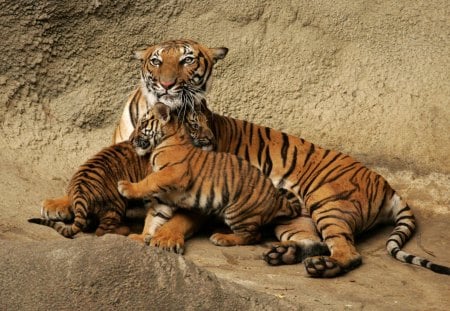 LINDA FAMILIA - felino, fauna, animal, natureza, lindos