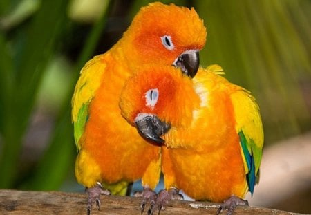 Parrots in love - parrots, yellow, beautiful, color, orange