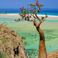 bottle tree, qalansia lagoon in yemen