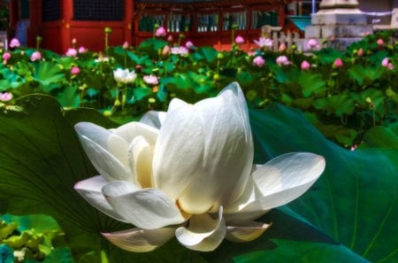 White Lotus - flowers, lotus, white, nature