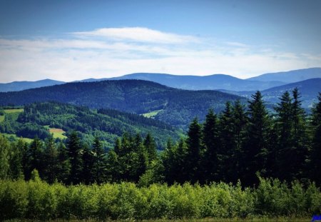 panorama - sky, hills, trees, panorama, spruce trees, blue, greenery, mountains