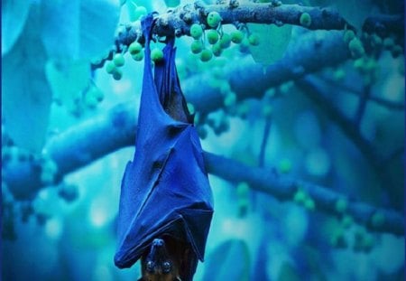 Flying Fox Bat - scary, sleep, nocturnal, bat, cape, upside down