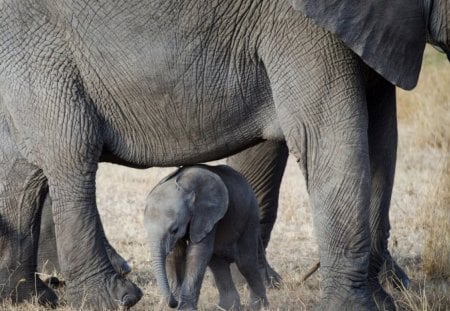 BEBE ELEFANTE - fauna, animal, elefantes, natureza, selva