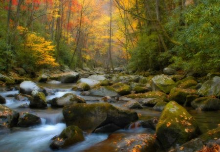 Forest - forest, nature, rocks, autumn