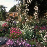 Beautiful Rose Garden