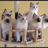 Cute Kittens