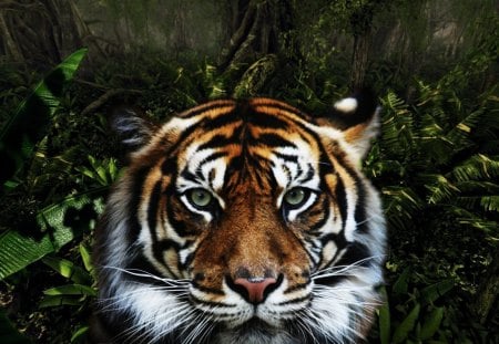 Jungle Tiger