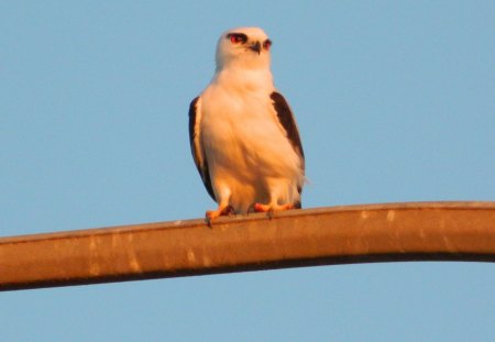 Silently Waiting - bird, hunter, wings, sea hawk, feathers