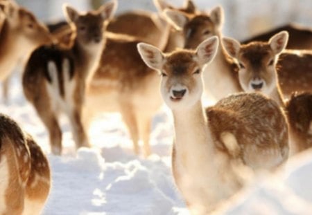 deer - nice, wilde, animals, deer