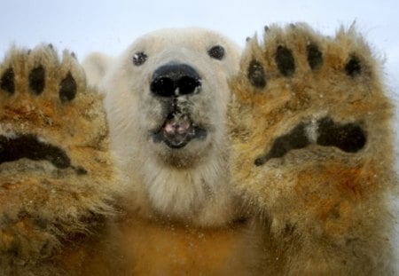 Polar Bear - desktop, animal, bear, entertainment