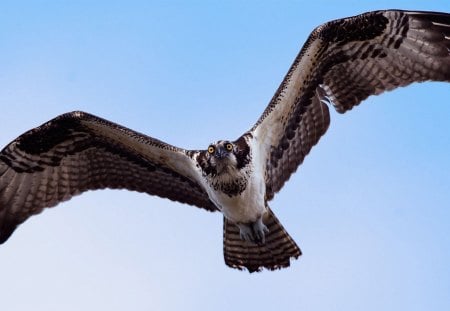 Eagle - flying, wings, predator, eagle