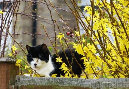 Cat in the SunShine - yellow, summer, forever, sunshine, cat, flowers, black, white, bright, garden, animals