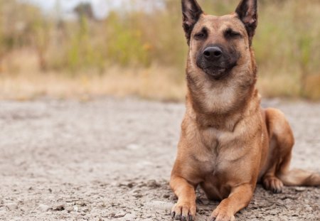 Dog - ears, big, sitting, dog