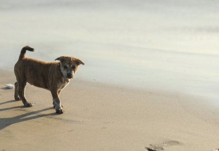 Dog - beach, sand, happy, dog