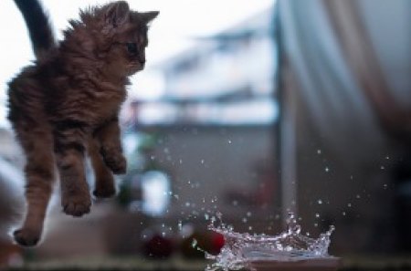 Kitten - fright, water, kitten, cat