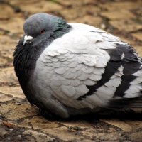 Fat Pigeon