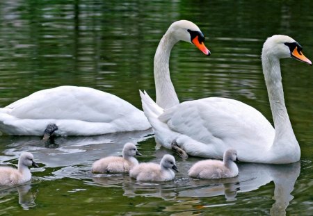 Swans - babies, swans, water, beak