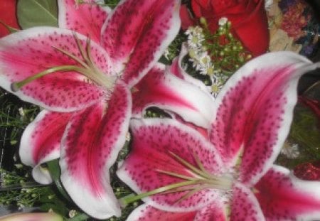 Flowers for a special occasion - lily, red, photography, green, flowers