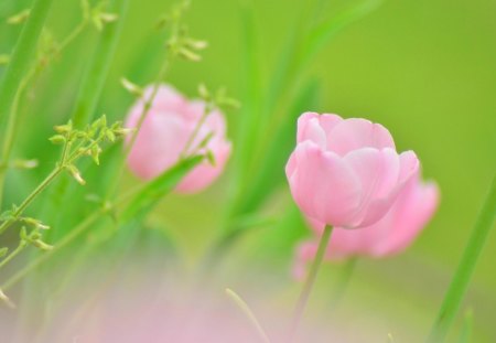 Pink flowers - flowers, nature, pink, green