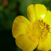 Yellow Flower