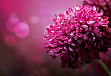 ๑๑๑ Blossom bloom ๑๑๑ - blossom, light, precious, flowers, bloom, magnificent, nature, purple, green, violet, dahlia