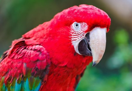 Parot - parot, colorful, animals, bird