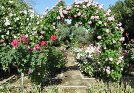 Beautiful Rose Arch - nature, flowers, rose arch, beautiful