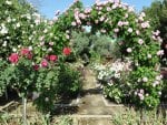 Beautiful Rose Arch