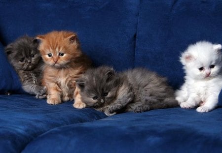 blue couch - couch, cats, kittens, blue