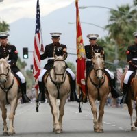 USMC Horses